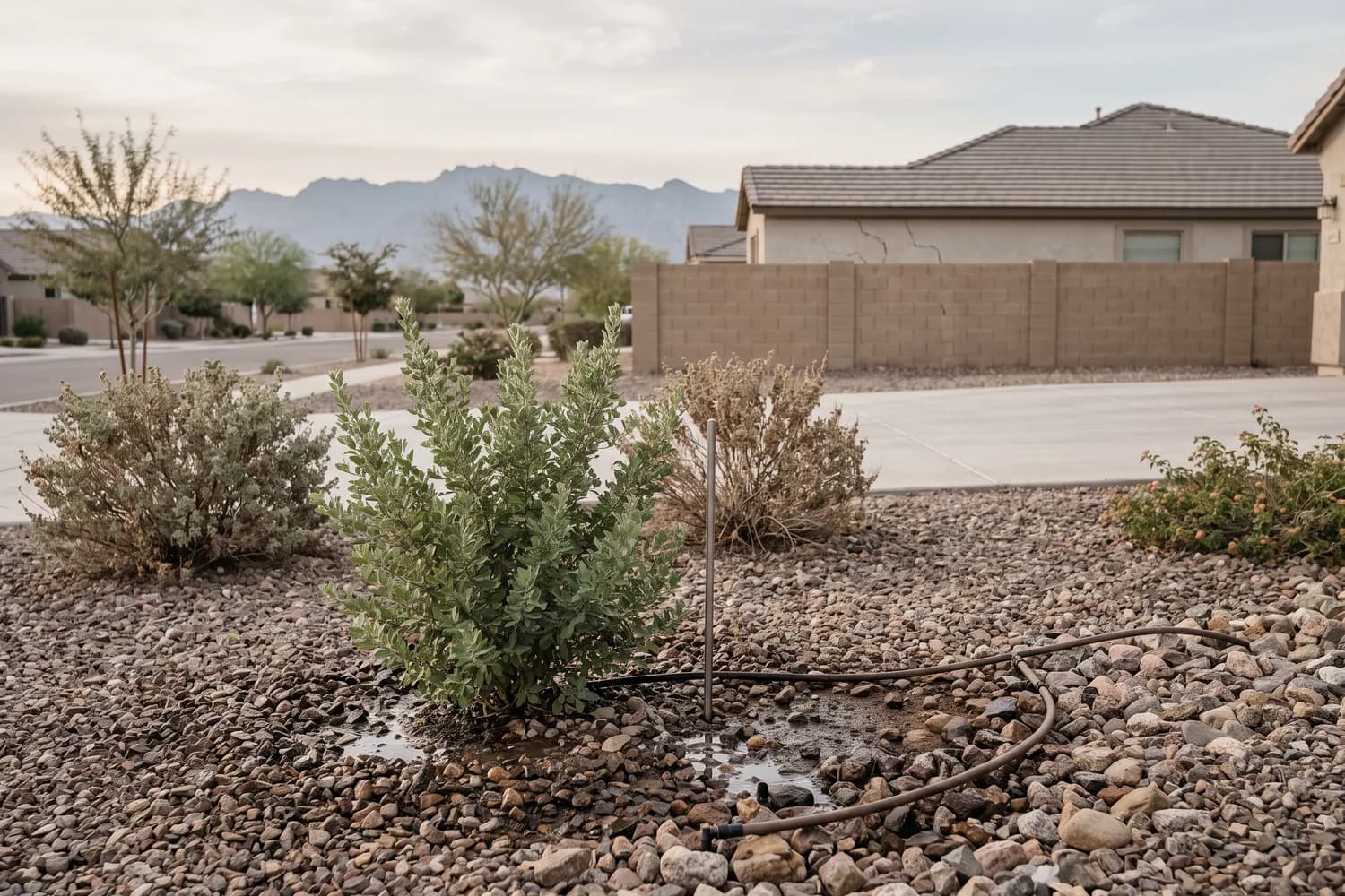 One shrub greener than its neighbours in a dry rock bed, with damp rocks at its base and a soil probe beside it