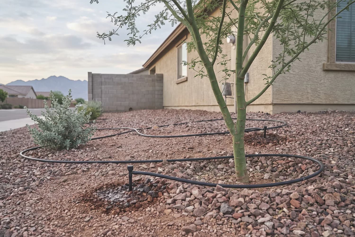 Drip emitters placed at and beyond the canopy edge of a young palo verde in rock mulch, each leaving a damp spot