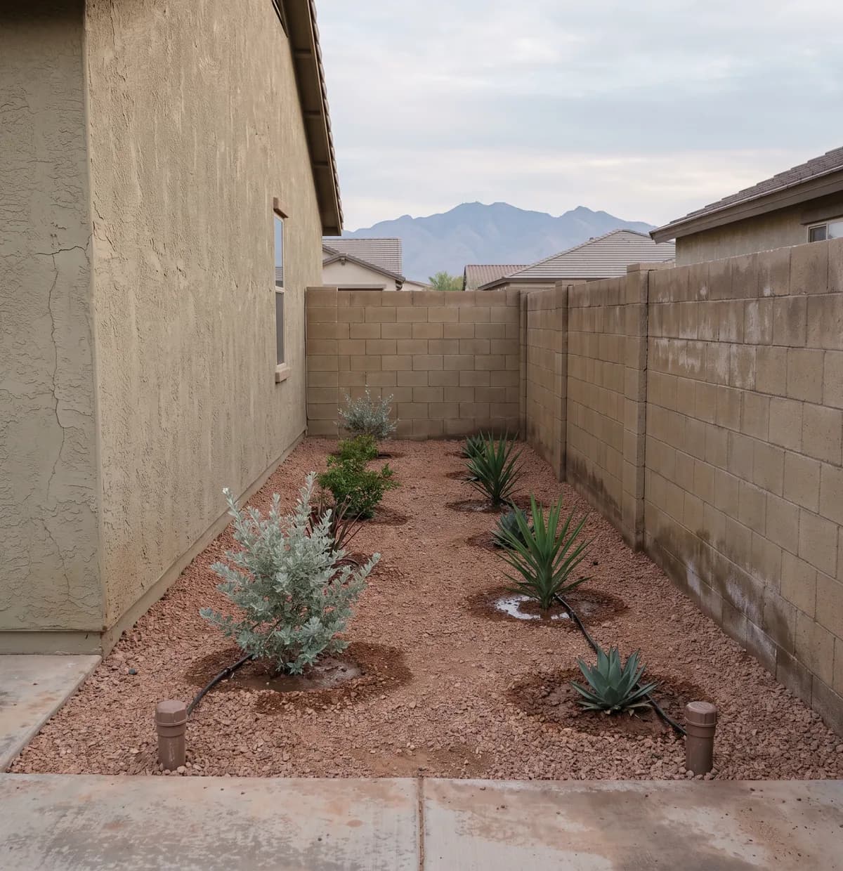Surprise side yard where former lawn became rock mulch and desert shrubs on a new drip station
