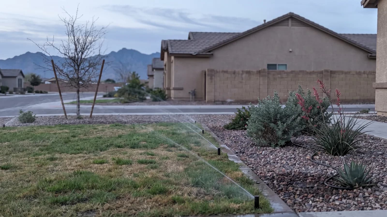 Rotating nozzles watering a small lawn before sunrise while drip emitters wet the rock mulch around desert shrubs in a Surprise front yard
