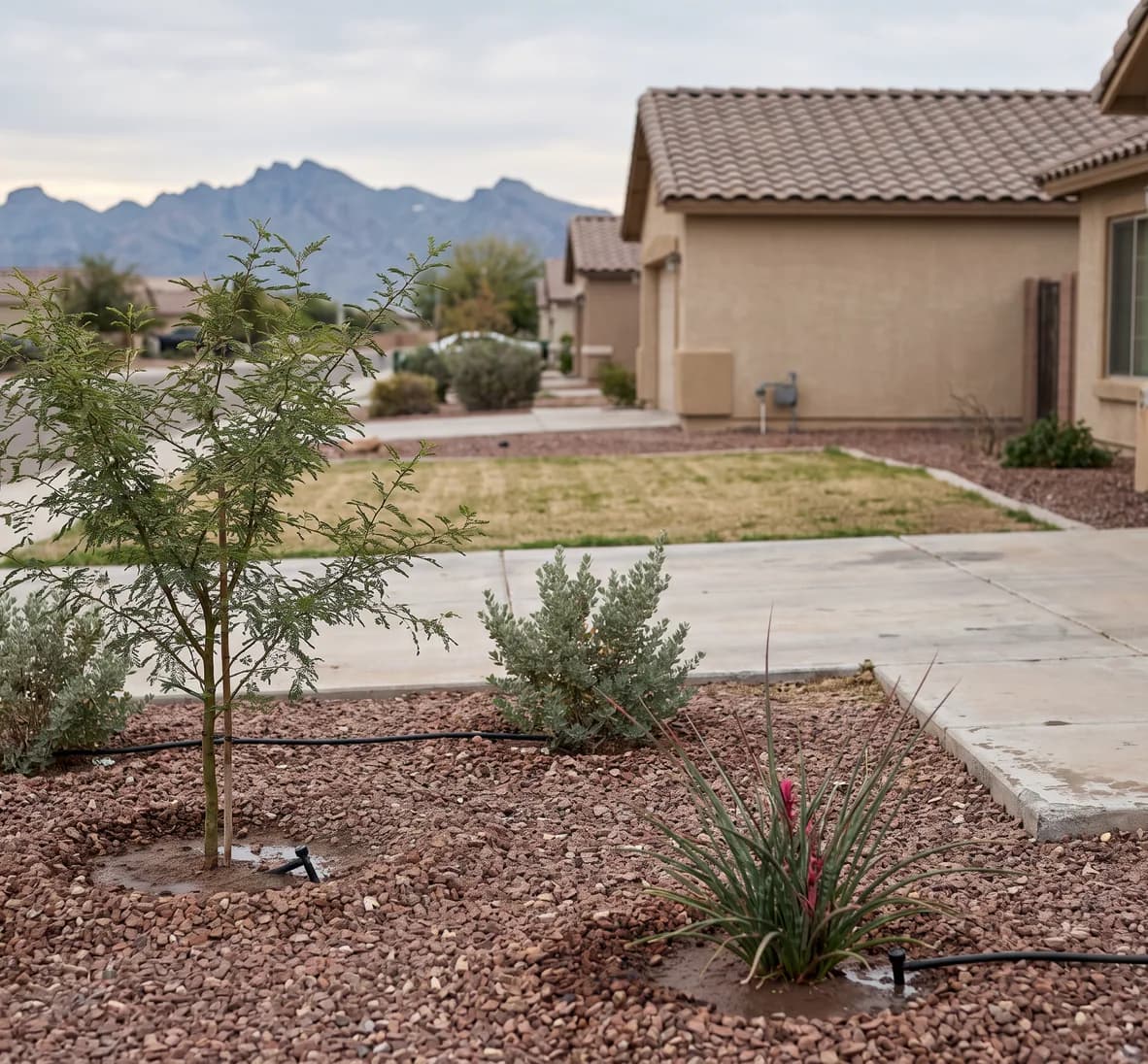 Rock-mulch front yard with a mesquite, Texas sage and red yucca each on drip, a tiny lawn beyond